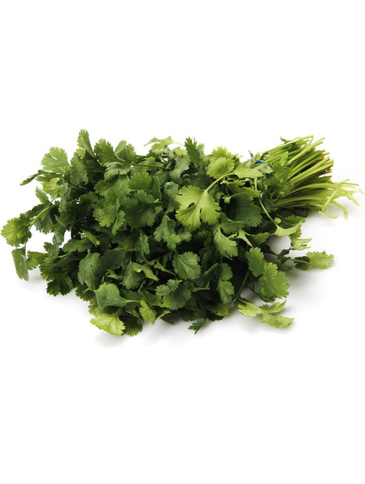 Organic Herb Cilantro bunch
